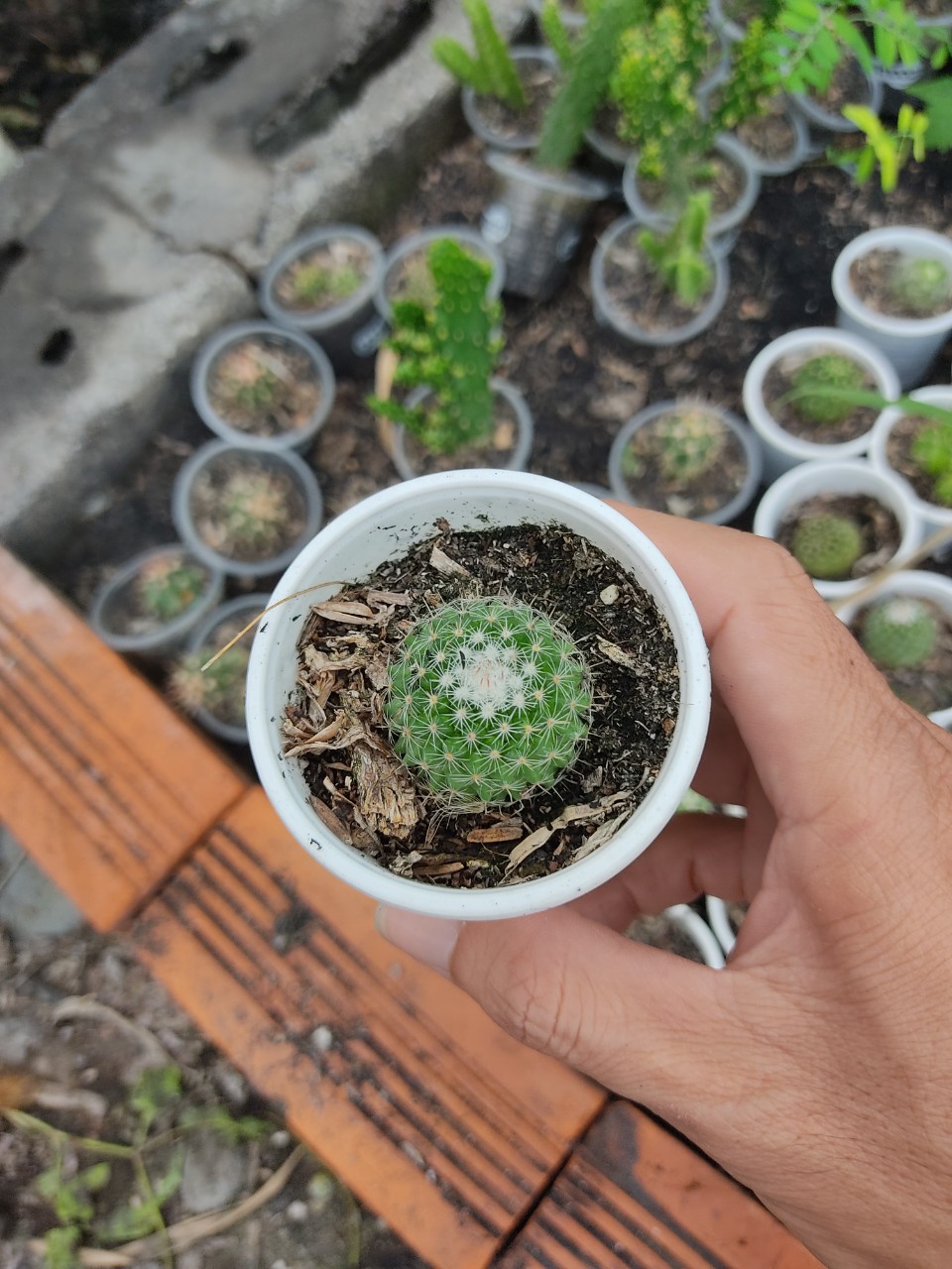 Xương rồng GAI TRẮNG (size chậu 5 cm)