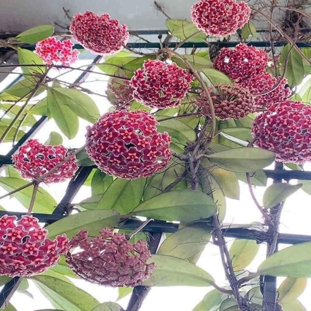 Lan cẩm cù hoa trắng-đỏ