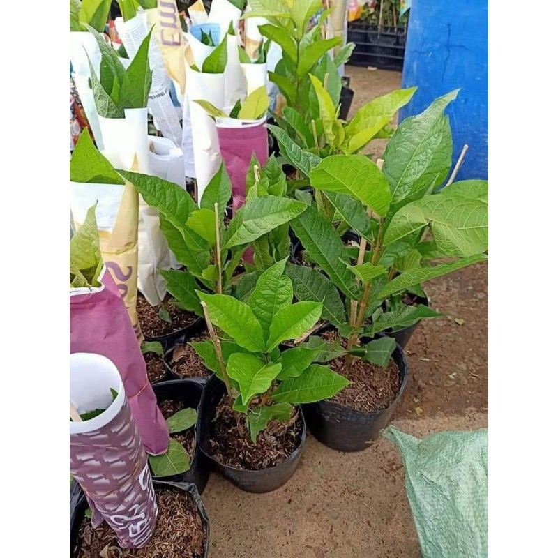 CÂY GIỐNG HOA MAI THÁI XANH (tặng kèm phân bón)