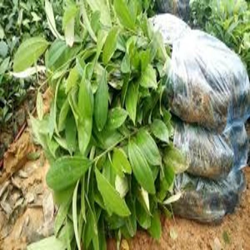 CÂY QUẾ GIỐNG HÀNG CÂY CHUẨN TO KHỎE