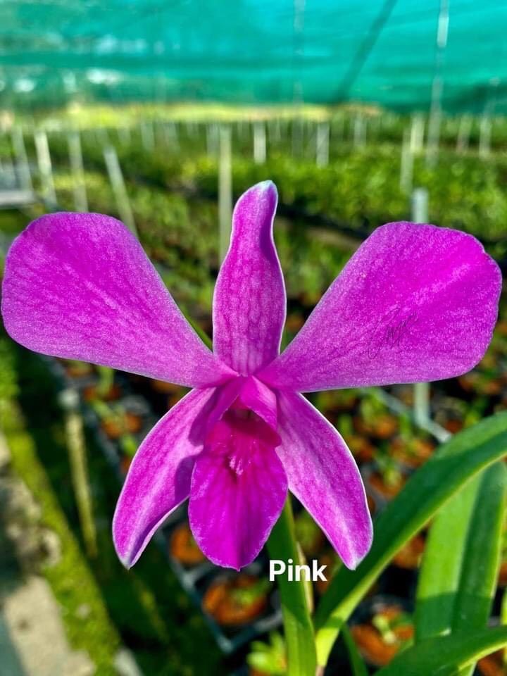 HOA LAN DENRO PINK XƯA XỔ 5%