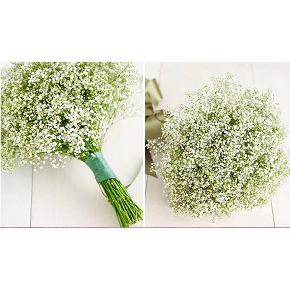Hạt giống hoa Baby trắng – Gói 100 Hạt