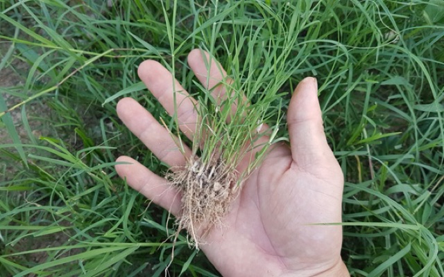 Hạt Giống Cỏ Thảm Bermuda Hay Cỏ Gà cỏ chỉ (dùng tạo cảnh quan,chăn nuôi)- 500G