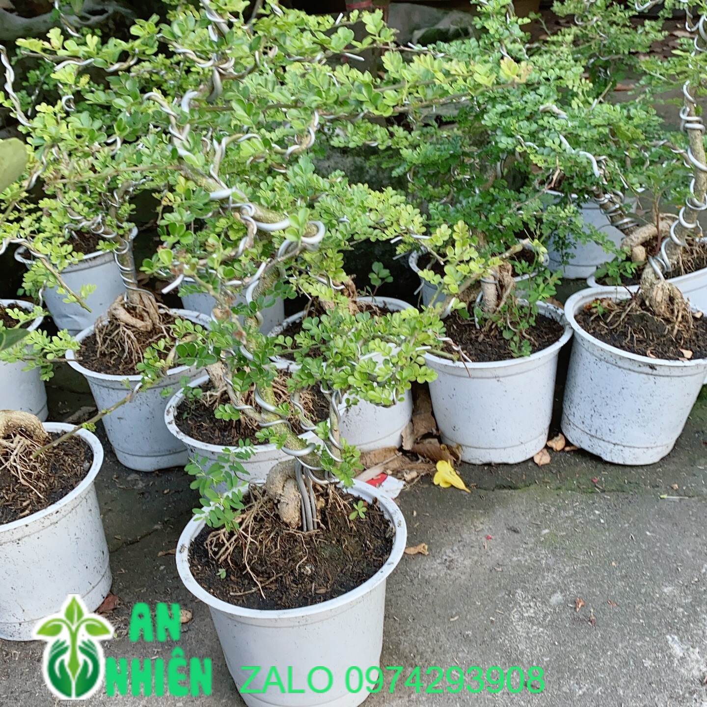 Cần Thăng Bonsai Lớn