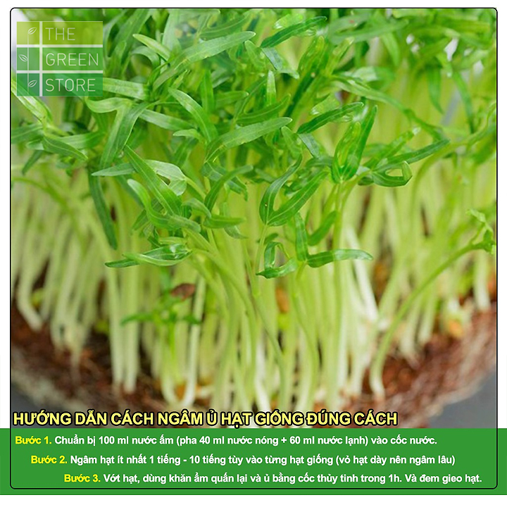 Hạt giống mầm rau muống 100g