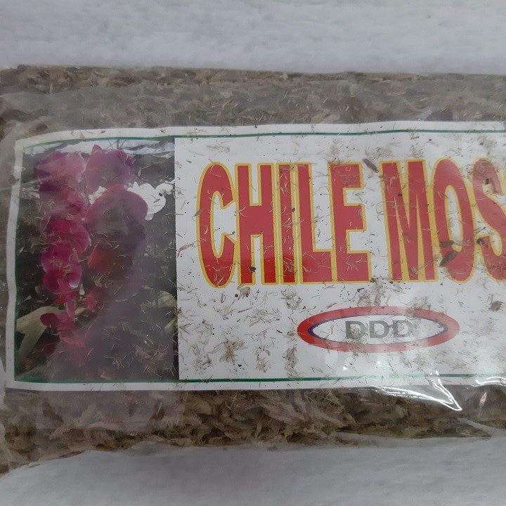 DỚN MỀM CHILE MOSS TRỒNG LAN