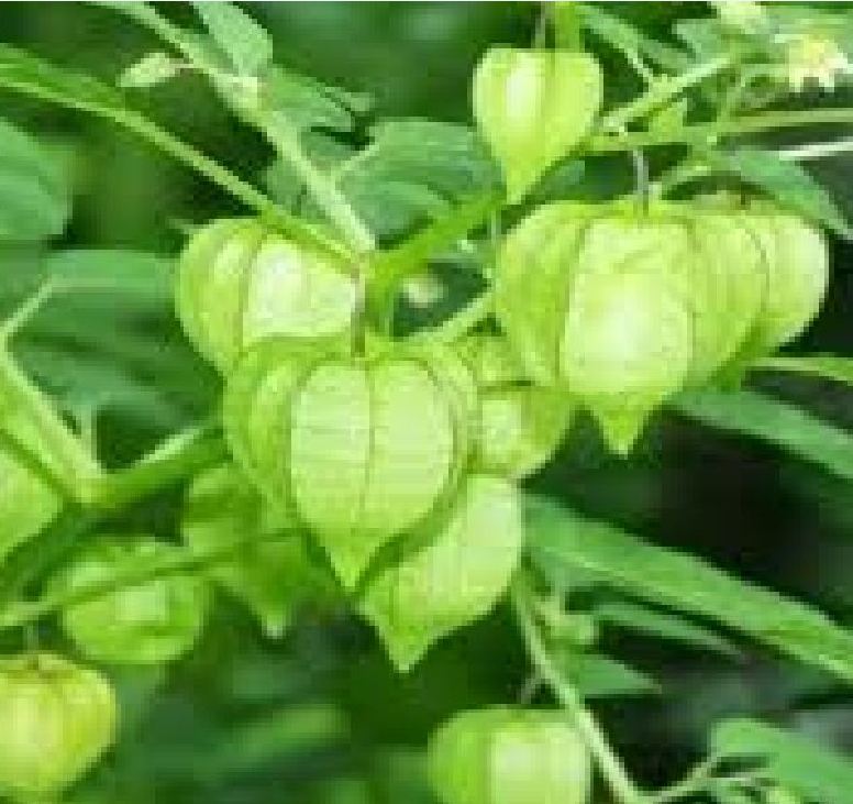 Hạt Giống Cây Tầm Bóp - 0.2gram/gói