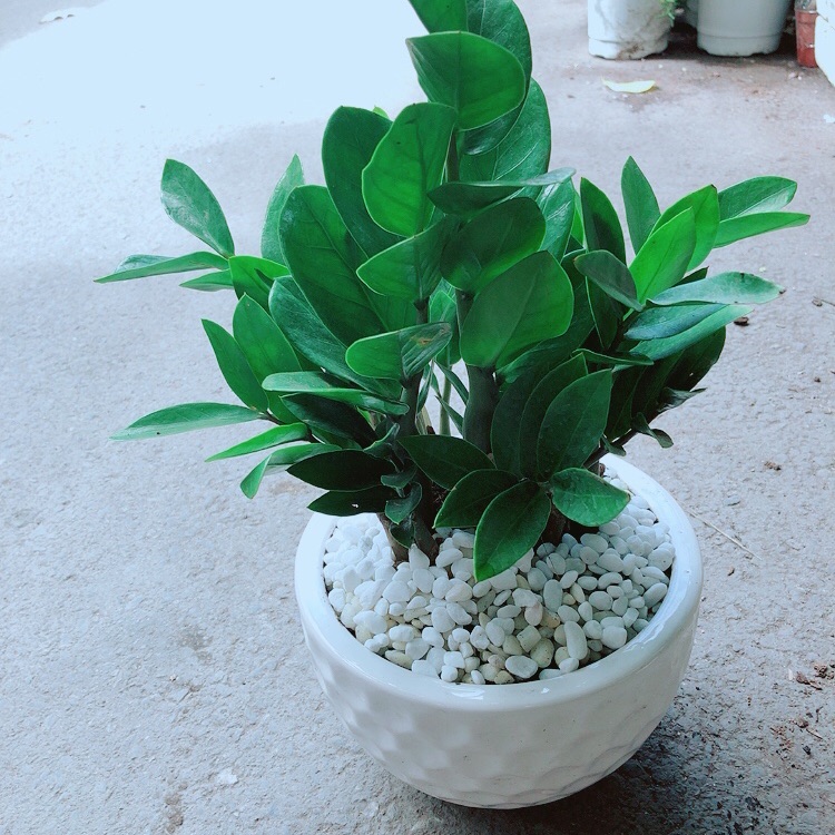 [HCM]Chậu Kim Tiền