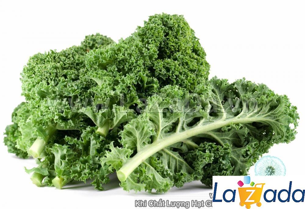 5Gr Hạt Giống Cải Xoăn Kale Xanh (B2.405| C47*X42*M138)