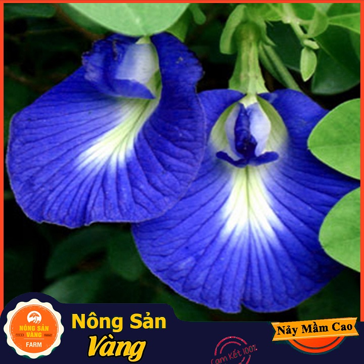 Purple bean seed (single bean) is easy to grow, easy to care, sunsuit, purple blue flowers (pack of 20 seeds)-shallow yellow