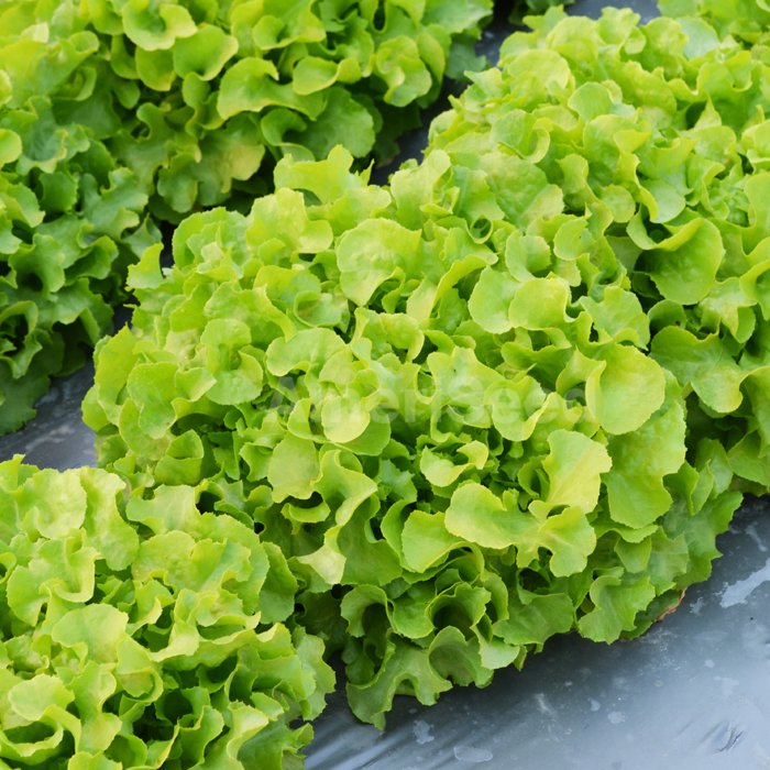 Hạt Giống Xà Lách Sồi Xanh (2gr)