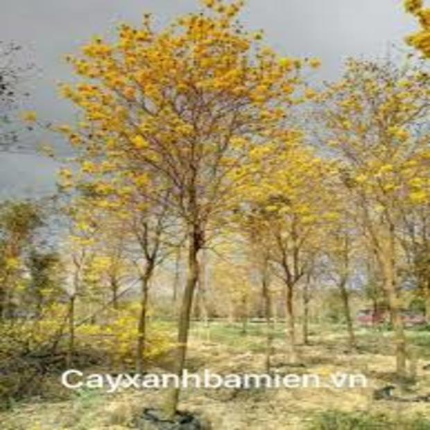 COM BO 3 CÂY GIỐNG PHONG LINH VÀNG