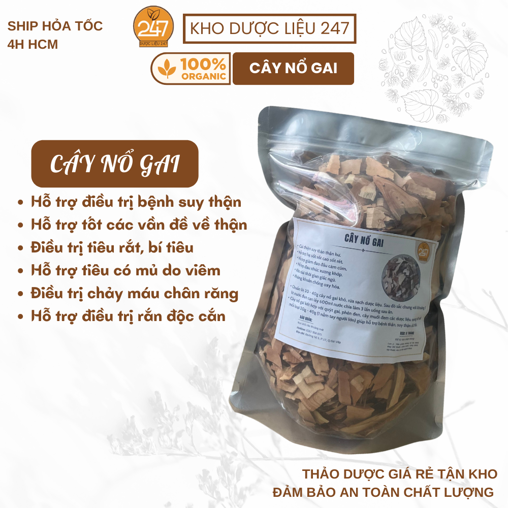 500g cây nổ gai - hỗ trợ suy thận, thận yếu, thận hư, đau nhức xương khớp