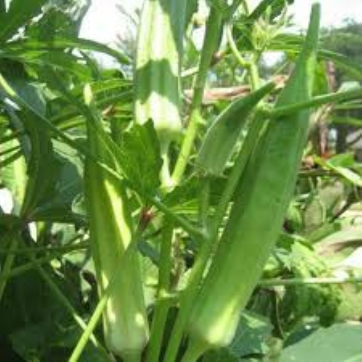 hạt giống đậu bắp xanh 40 hạt