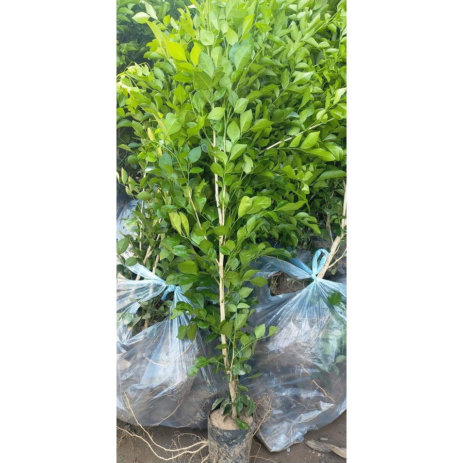 Cây giống Nguyệt Quế Thái