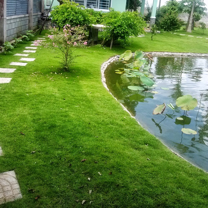 MJ10C GÓI 100 HẠT GIỐNG CỎ NHUNG NHẬT