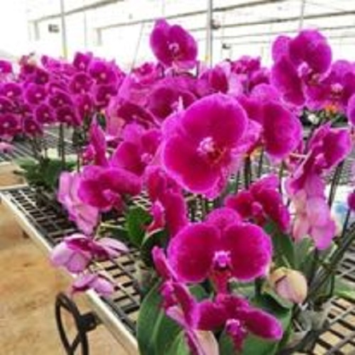 { SALE MANH } combo 5 cây Lan hồ điệp 2 ngồng nụ đủ màu