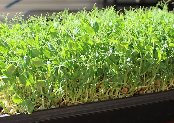 Hạt Giống Rau mầm đậu Hà Lan - Gói 20gram