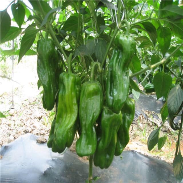Hạt giống ớt ngọt nhăn shito (Nội địa Trung). 1 gr/gói