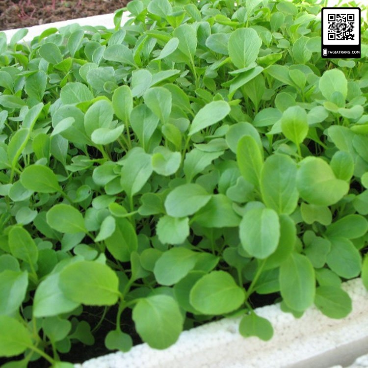 [HCM]20g Hạt giống cải xanh ăn non
