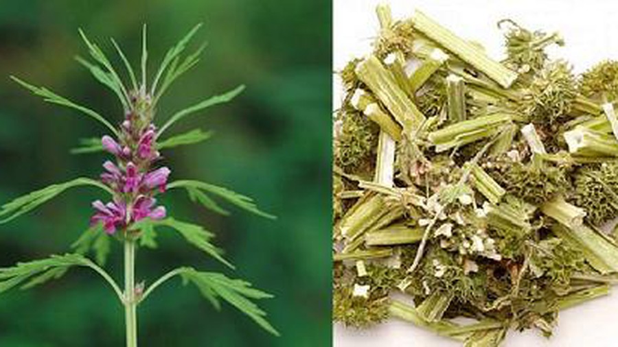Cây Ích Mẫu khô 500g GT309