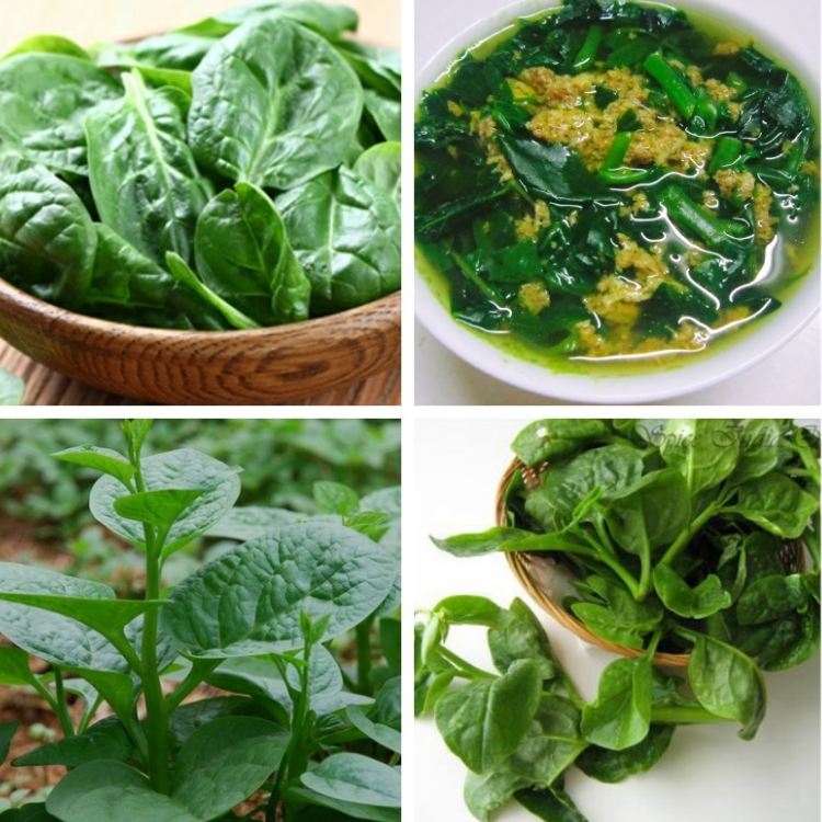 Hạt giống rau mồng tơi  xanh - gói 20gram