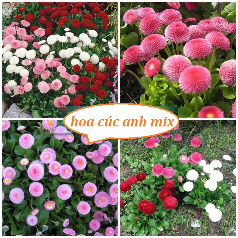 Hạt Giống Hoa Cúc Anh Đa Sắc - 30 Hạt
