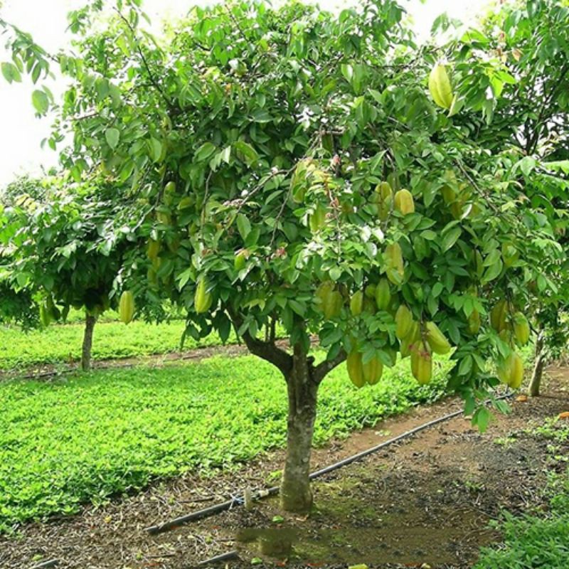 Cây giống khế ngọt (4 thánh cho trái) (cây giống bảo hành )