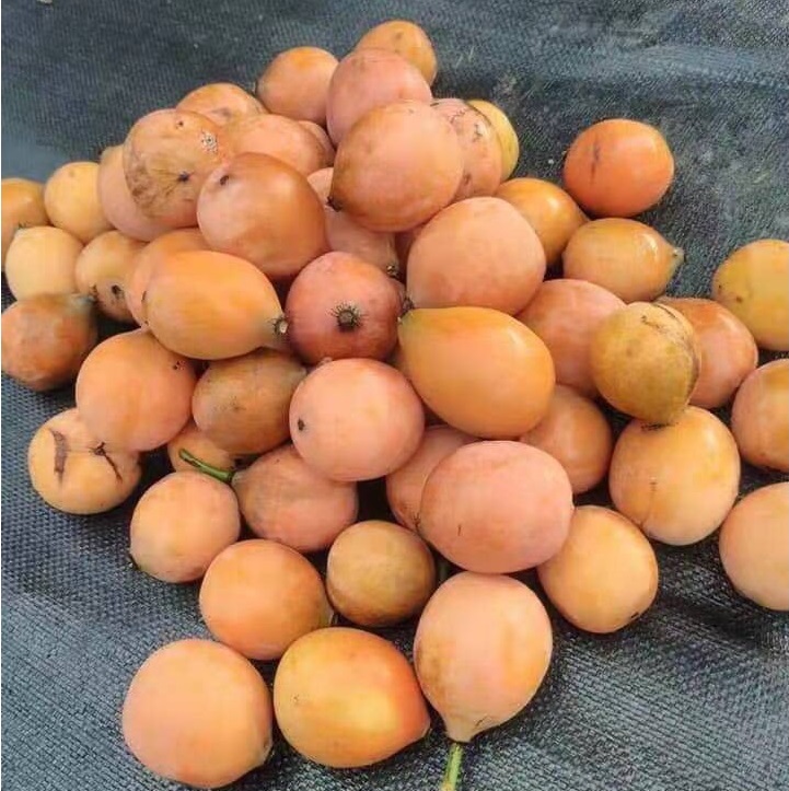măng cụt vàng - cây giống nhập khẩu