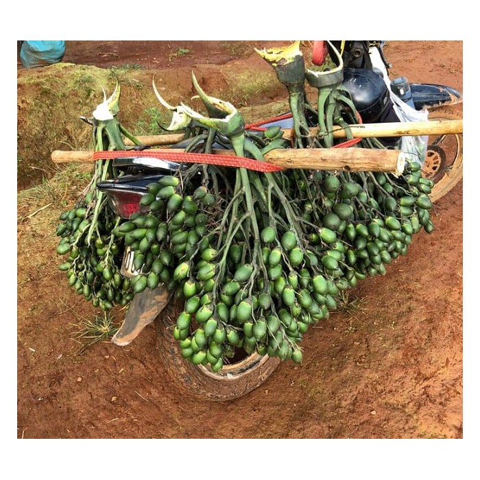 1 KG QUẢ CAU TƯƠI MIỀN BẮC