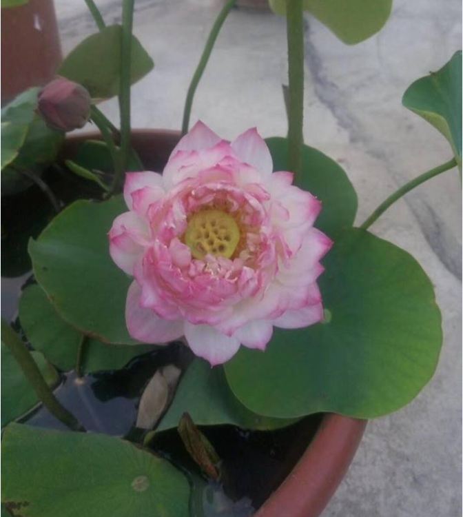 Purple White Lotus Seeds (Pack of 5 Seeds)