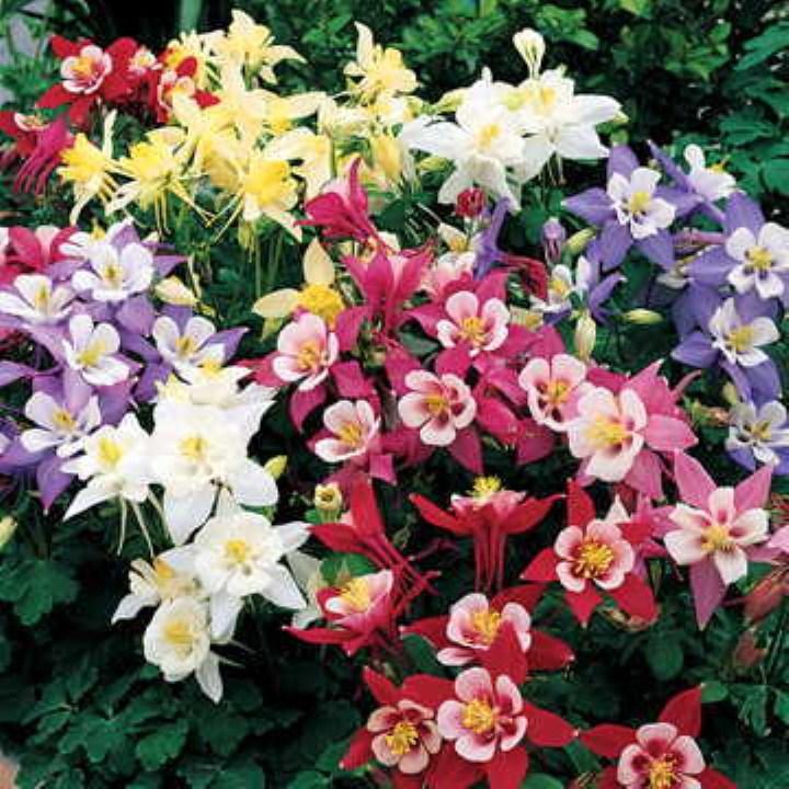 gói 100 hạt giống cỏ bồ câu (hoa lan chuông)
