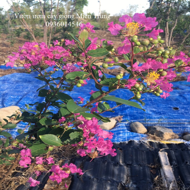 Cây hoa Tường Vi (Cây giống)