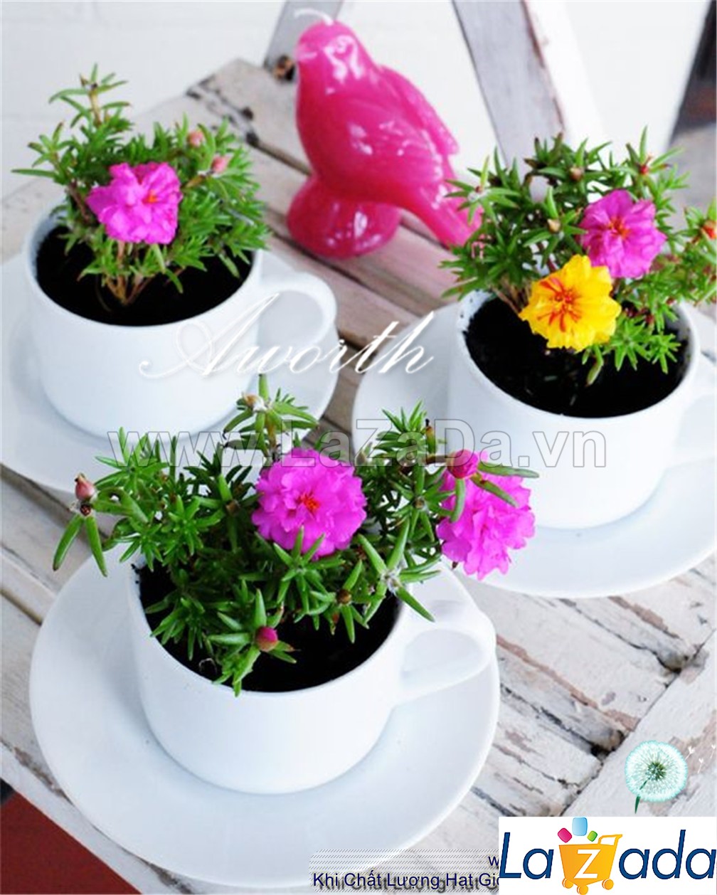 2000.HẠT Hạt Giống Hoa Mười Giờ Mỹ Kép Mix Màu (| -KD: B9*V11)