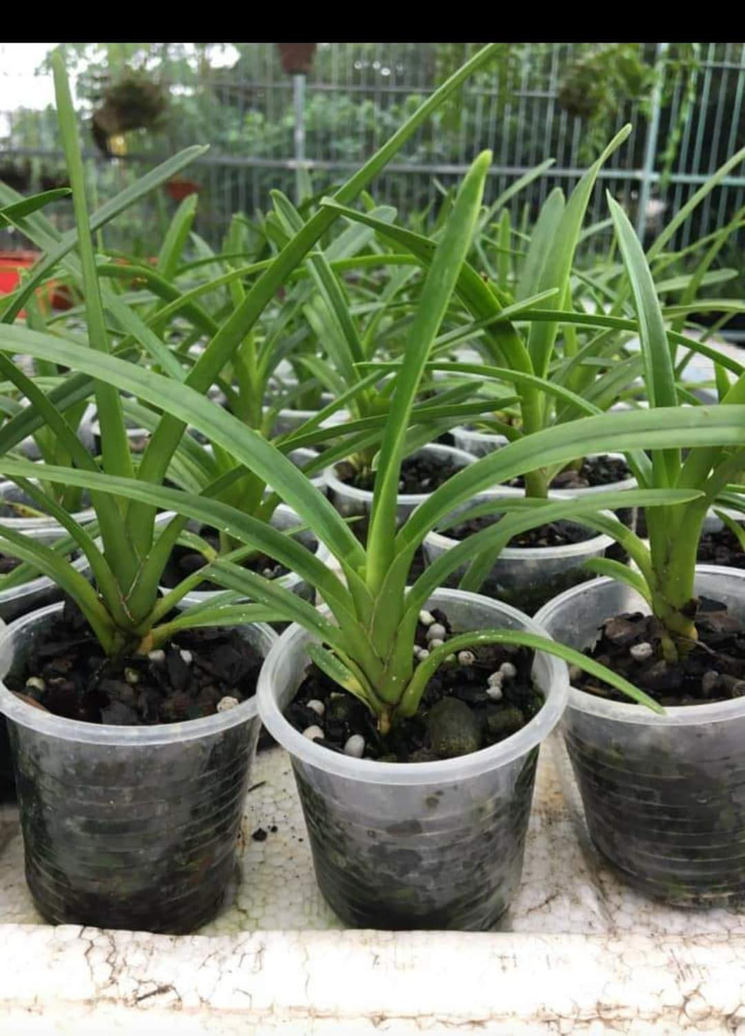 lan kiếm phan trí gieo hạt cao 20 cm