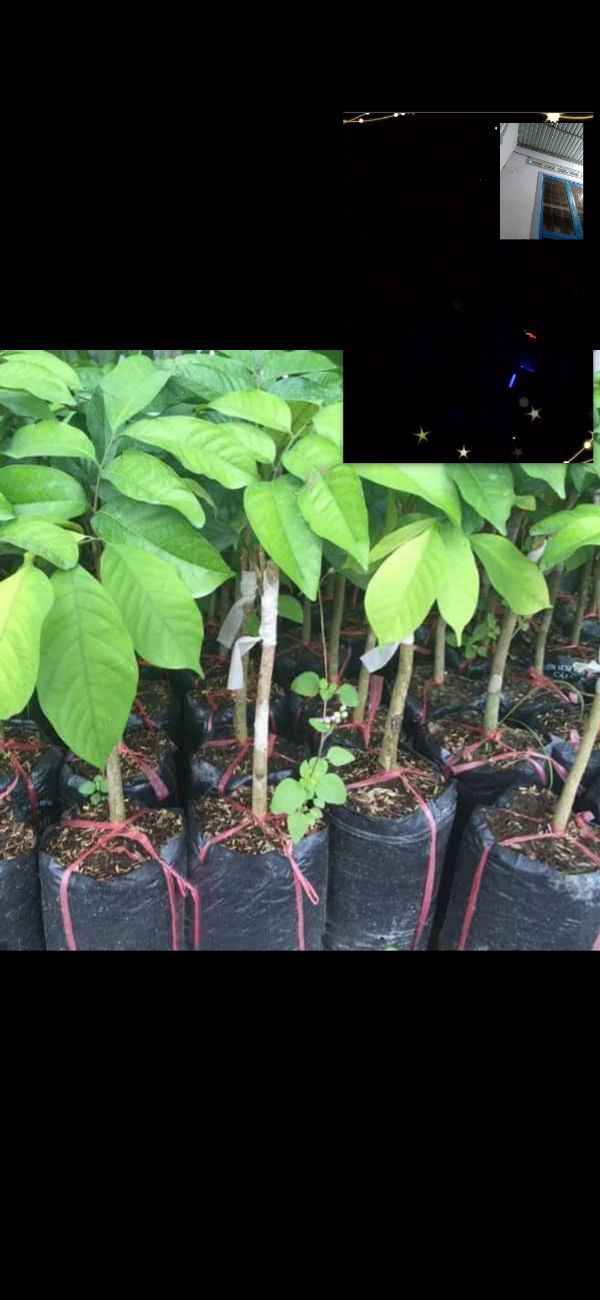 Cây chôm chôm ruột vàng
