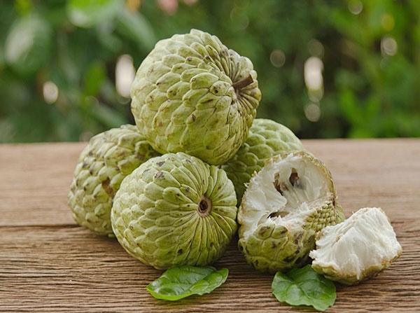 Hạt giống na dai Lạng Sơn( Mãng Cầu)(1gói 10 hạt)