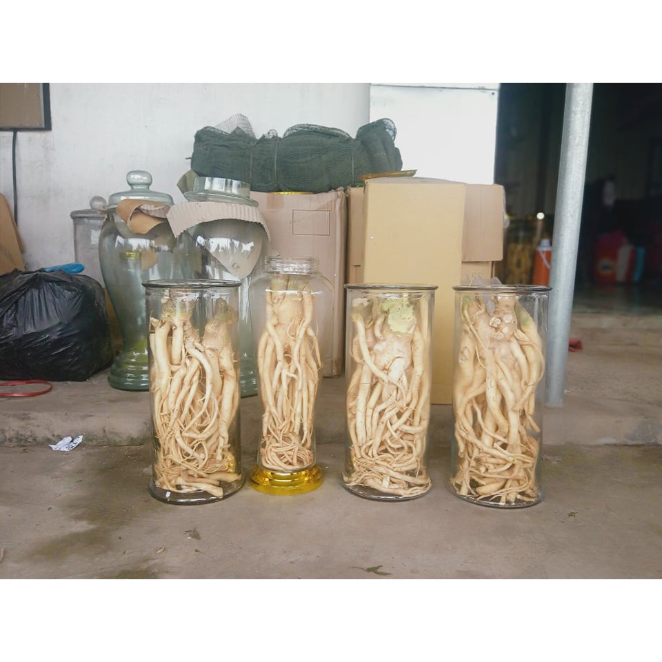 Củ Đinh Lăng 3kg (3kg/ 1 củ)