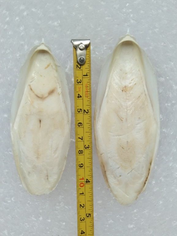 1 NAN NHỎ (12cm-16cm) CHO CHIM, VẸT, YẾN PHỤNG
