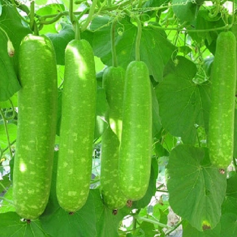 Hạt giống bầu lai Rạng Đông