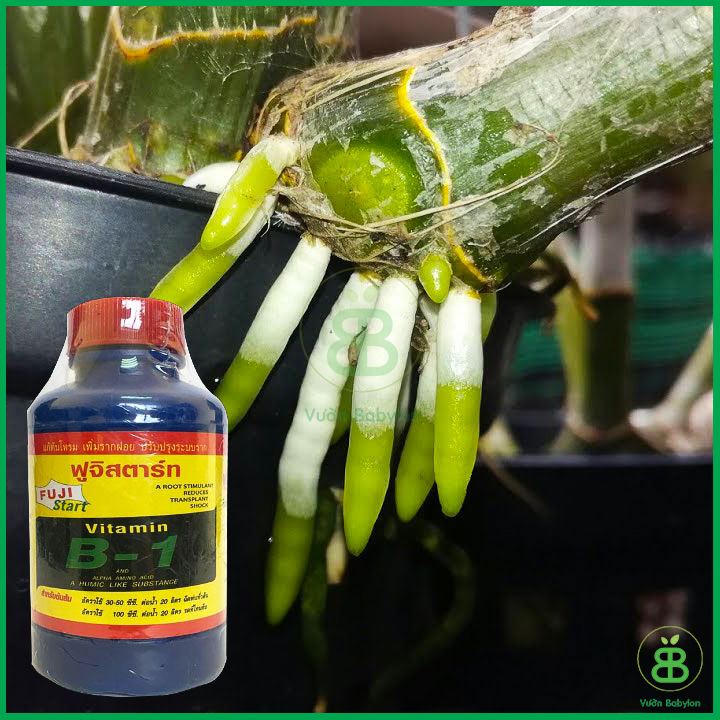 Vitamin B1 Thái Lan 100ml