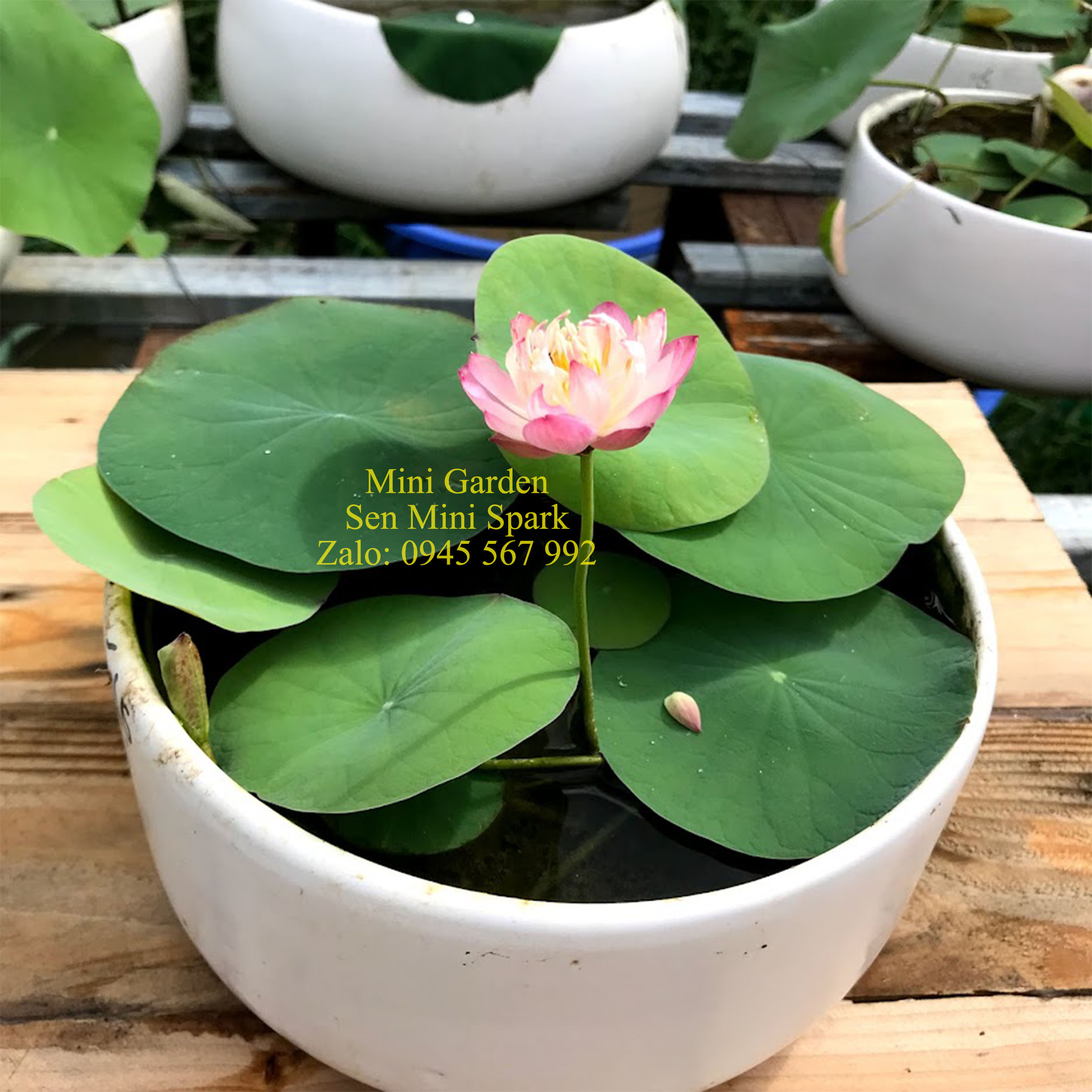 Củ giống sen mini Spark