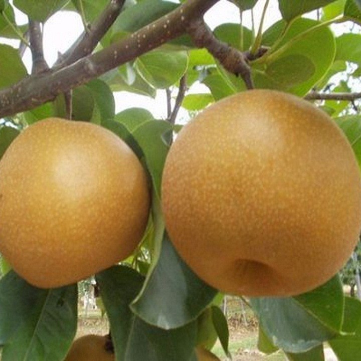 Cây lê giống nâu - C0023