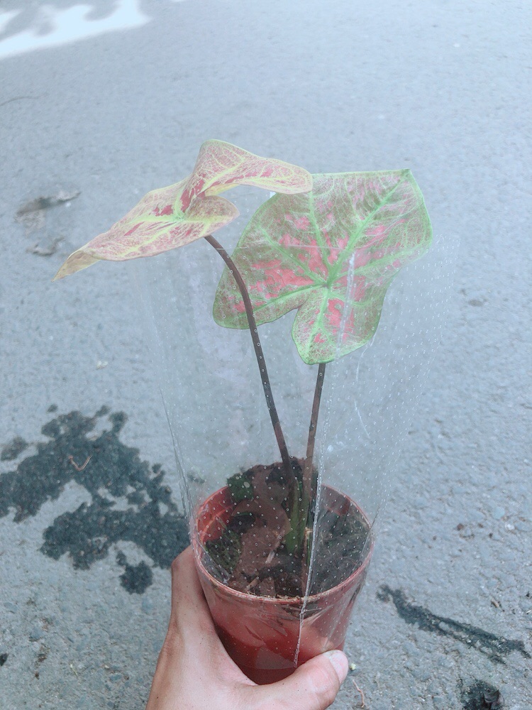 Cây Môn Kiểng