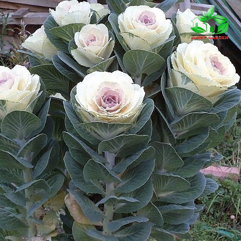 MJ272 Gói 20 Hạt Giống Hoa Bắp Cải Nhiều Màu Giống Mới Chịu Nhiệt 4 Mùa