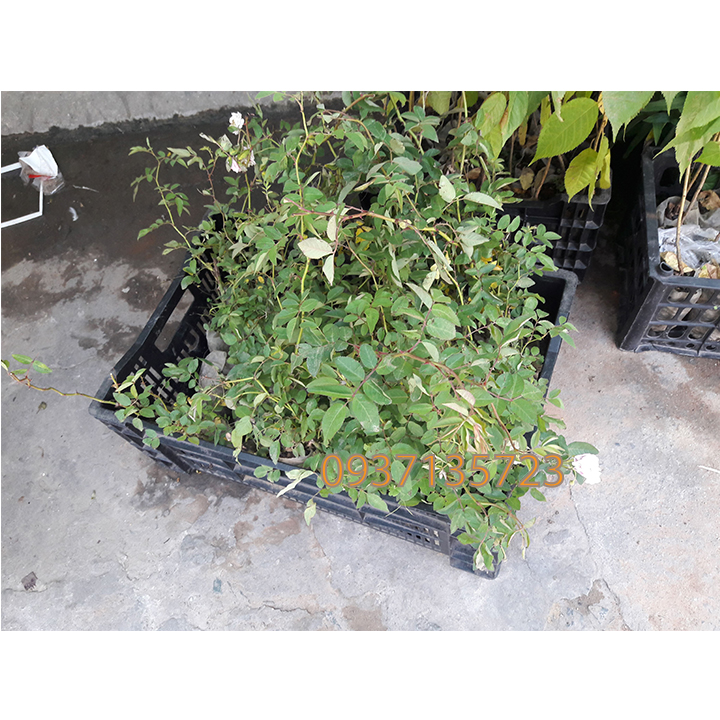 COMBO 5 CÂY HOA HỒNG TẦM XUÂN CON