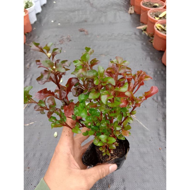 Cây Rau Dền Nhật - Rau Dền Đỏ - Cây Diệu Kỉ Đỏ