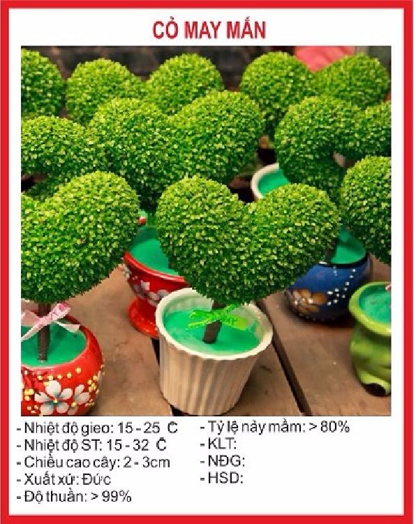 Hạt giống Cỏ may mắn - gói 1gr ( 100 hạt )