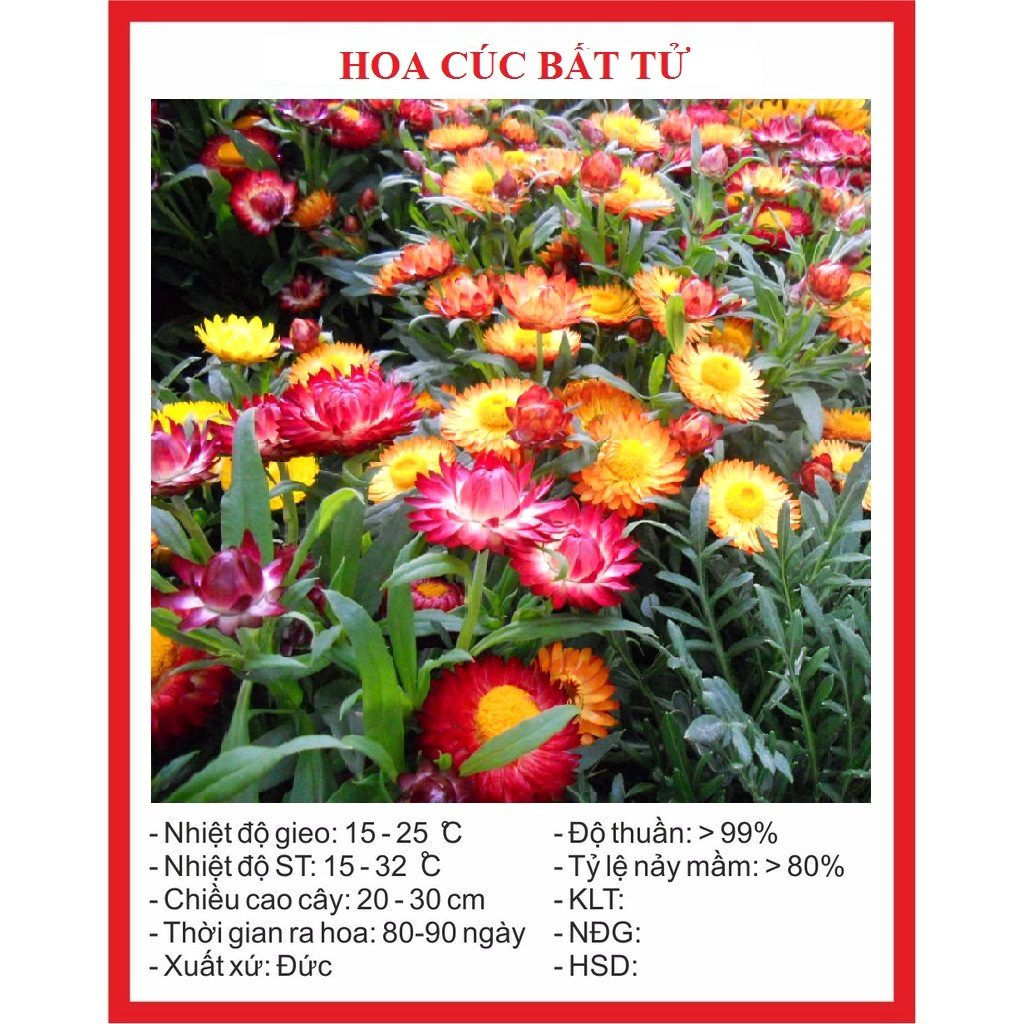 Hạt giống hoa cúc bất tử mix màu -gói 50 hạt-gieo trồng quanh năm