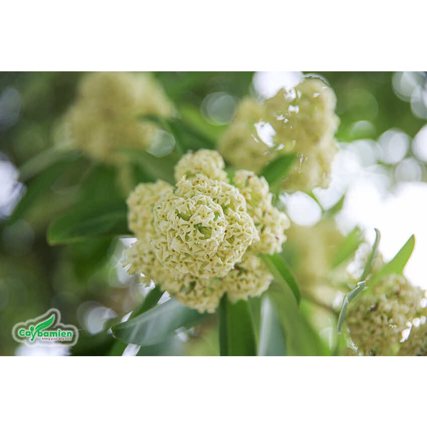 Cây giống hoa sữa (cây khẻo đẹp, được kiểm hàng)